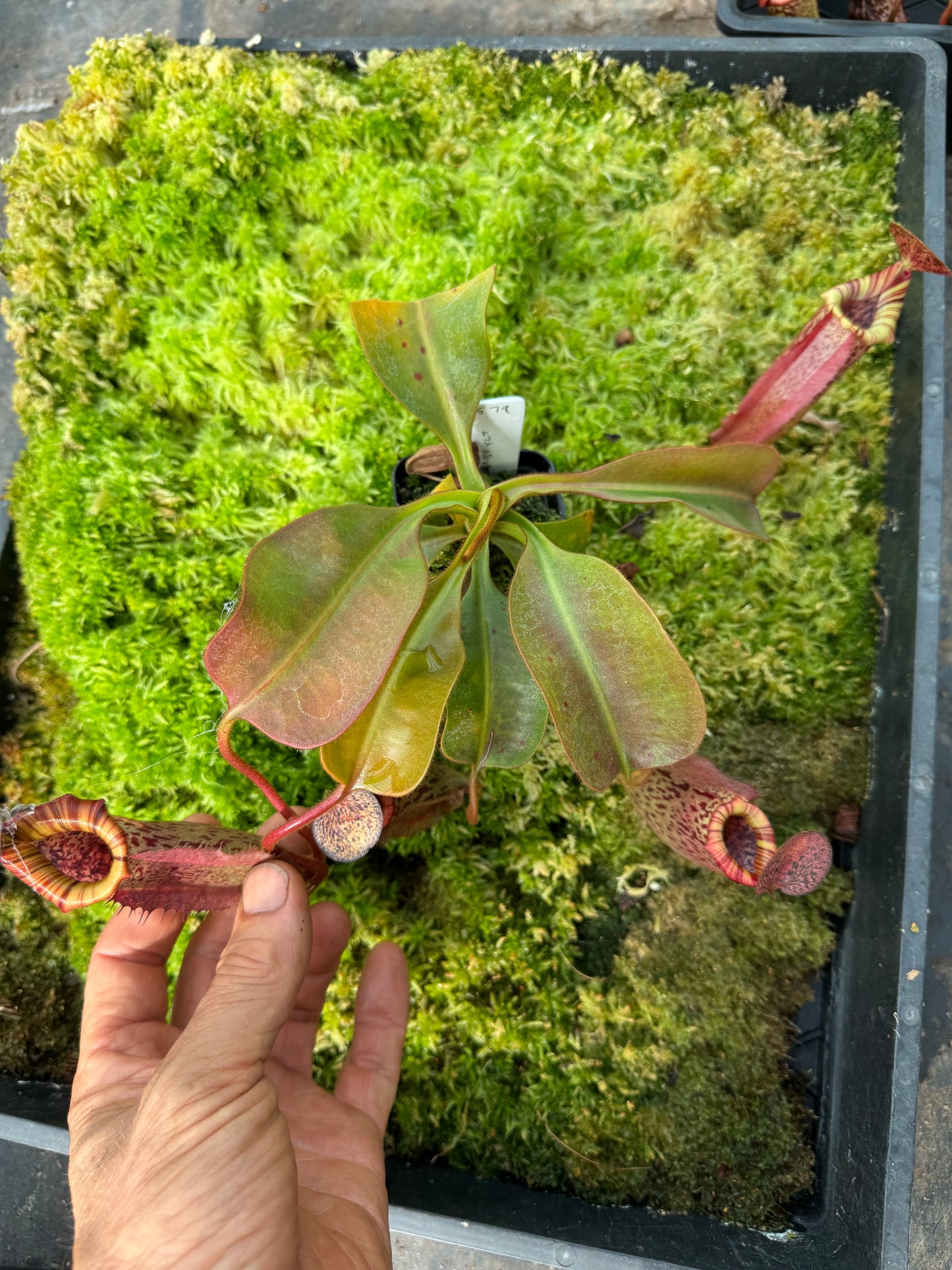 579.N.(veitchii x burbidgeae) x {[(lowii x veitchii) x boschiana] x (lowii x truncata)} 65mm pot