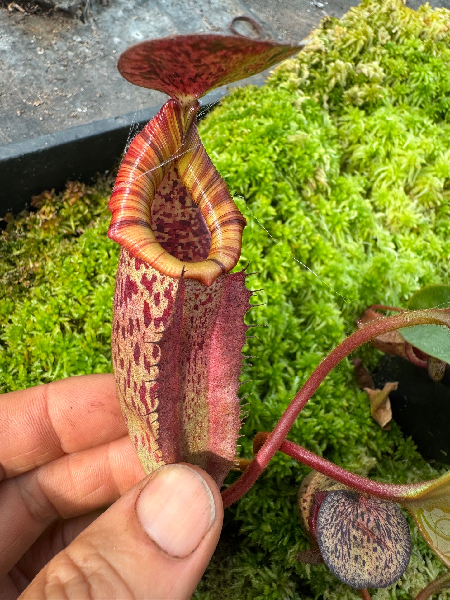 579.N.(veitchii x burbidgeae) x {[(lowii x veitchii) x boschiana] x (lowii x truncata)} 65mm pot