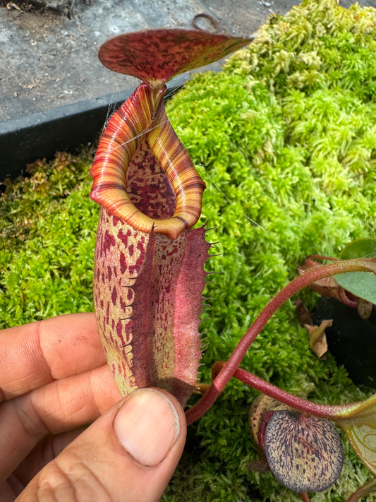 579.N.(veitchii x burbidgeae) x {[(lowii x veitchii) x boschiana] x (lowii x truncata)} 65mm pot