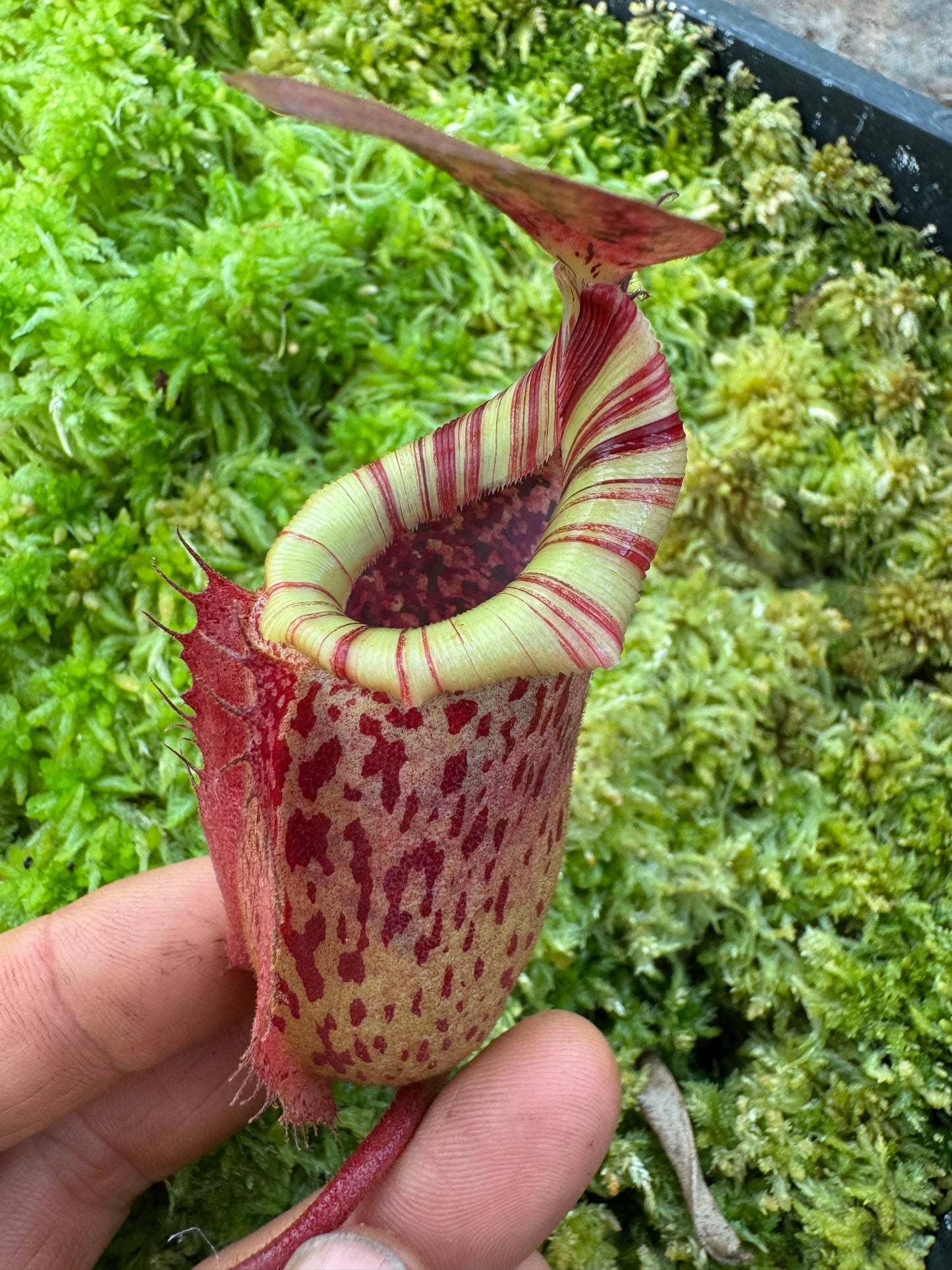 579.N.(veitchii x burbidgeae) x {[(lowii x veitchii) x boschiana] x (lowii x truncata)} 65mm pot