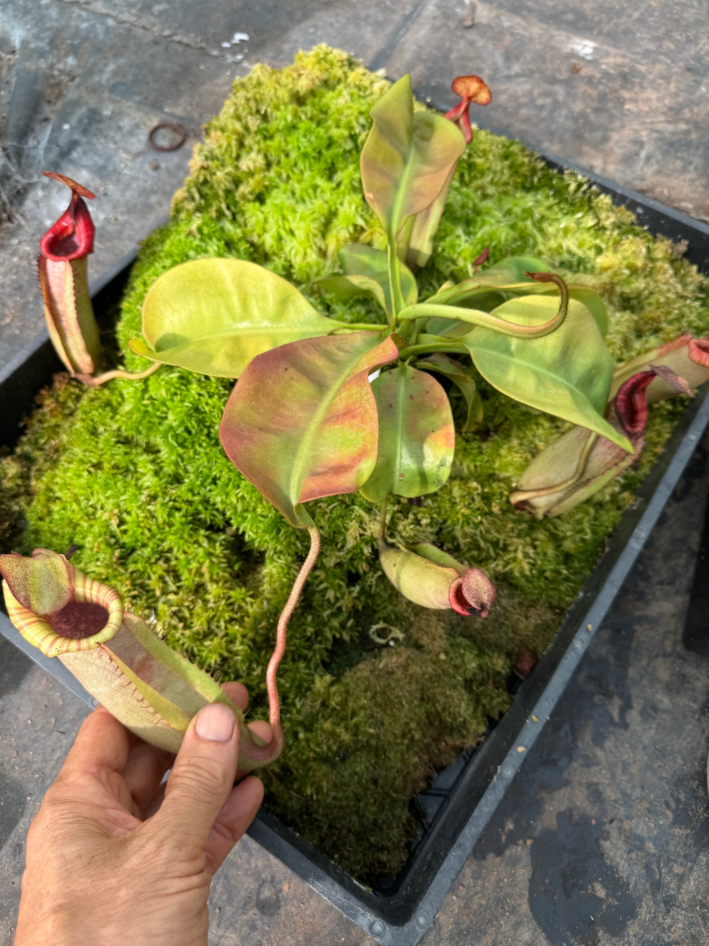 580.N.(veitchii x burbidgeae) x {[(rokko ep x boschiana) x (evitchii x burbidgeae)} 65mm pot