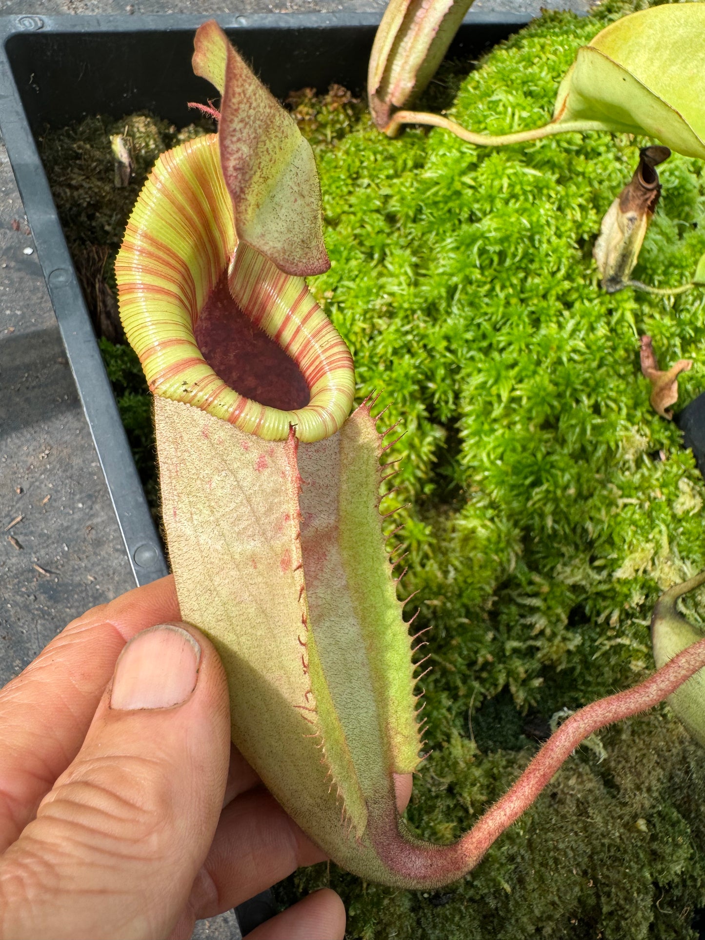 580.N.(veitchii x burbidgeae) x {[(rokko ep x boschiana) x (evitchii x burbidgeae)} 65mm pot