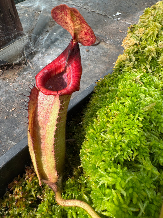 580.N.(veitchii x burbidgeae) x {[(rokko ep x boschiana) x (evitchii x burbidgeae)} 65mm pot