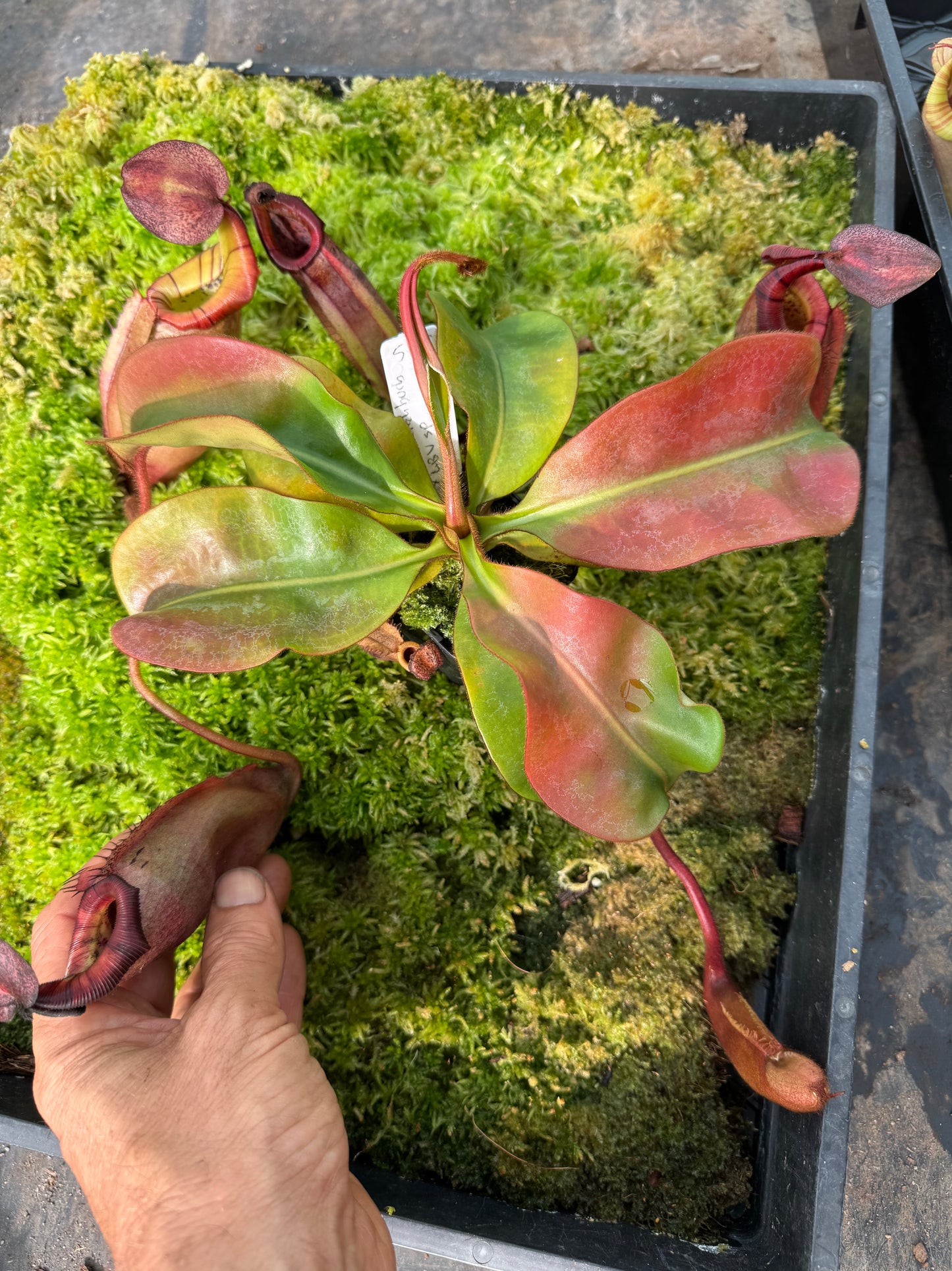 581.N. WHITE (veitchii x burbidgeae) x [(lowii x boschiana) x veitchii sp] 65mm pot