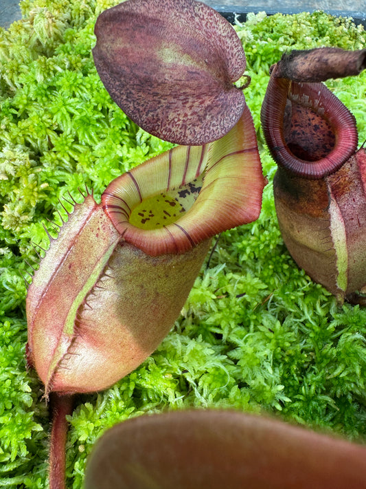 581.N. WHITE (veitchii x burbidgeae) x [(lowii x boschiana) x veitchii sp] 65mm pot