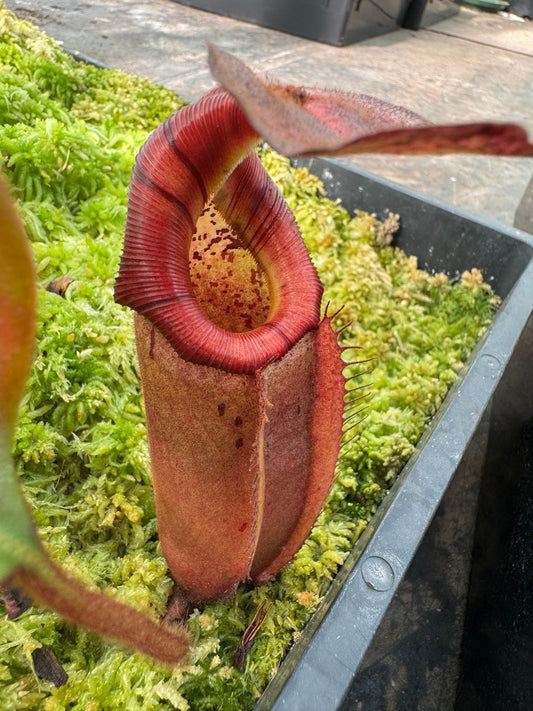 581.N. WHITE (veitchii x burbidgeae) x [(lowii x boschiana) x veitchii sp] 65mm pot