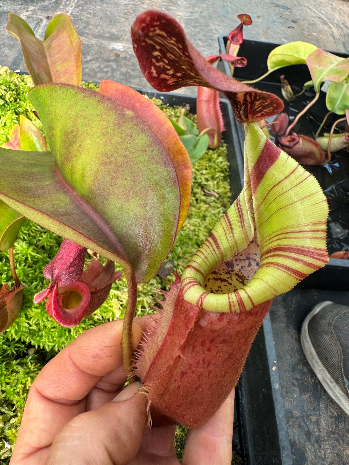 582.N.(eymae x veitchii) x bookerensis 65mm pot