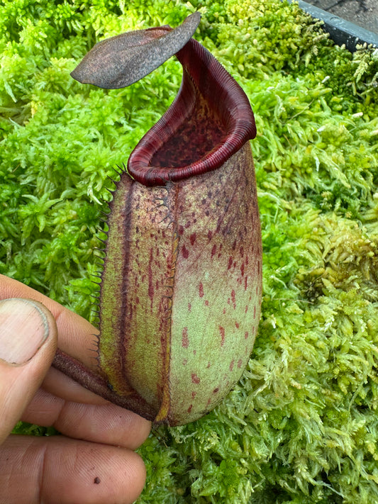 587.N.white(veitchii x burbidgeae) x (lingulate x truncata) n65mm pot