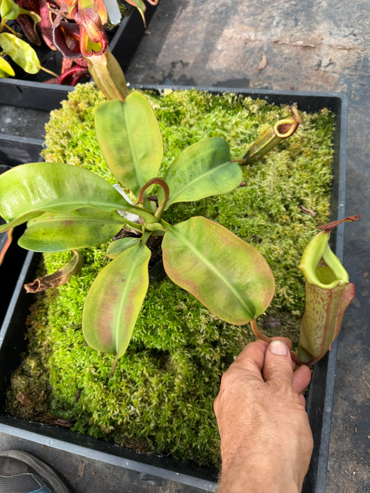 588.N.whiute (veitchii x burbidgeae) x {[(lowii x veitchii ) x boschiana] x (lowii x truncata)} 65mm pot