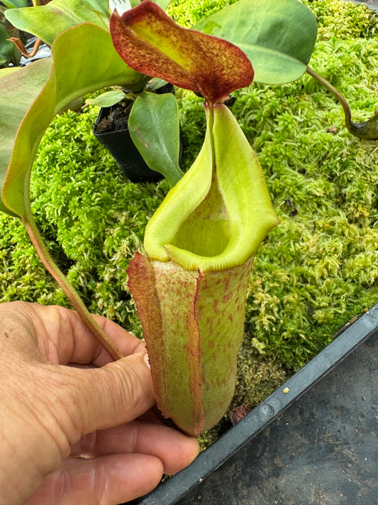 588.N.whiute (veitchii x burbidgeae) x {[(lowii x veitchii ) x boschiana] x (lowii x truncata)} 65mm pot