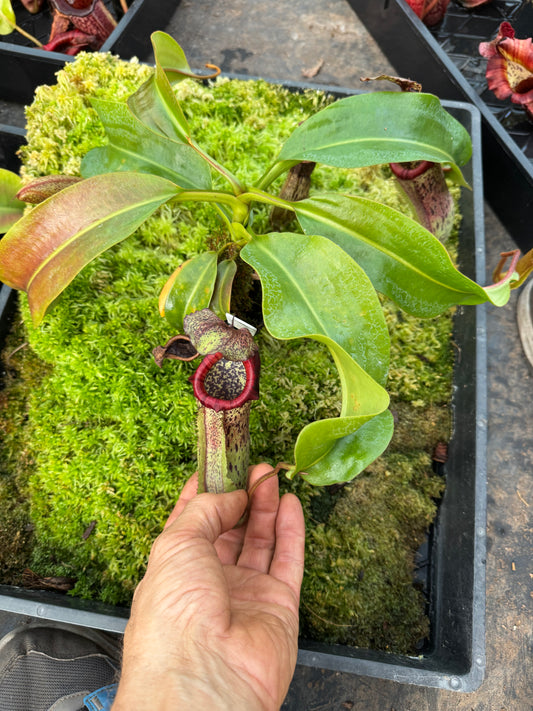 596.N.(veitchii x burbidgeae 1) x {[(lowii x veitchii) x tiveyi] x platychila} 65mm pot