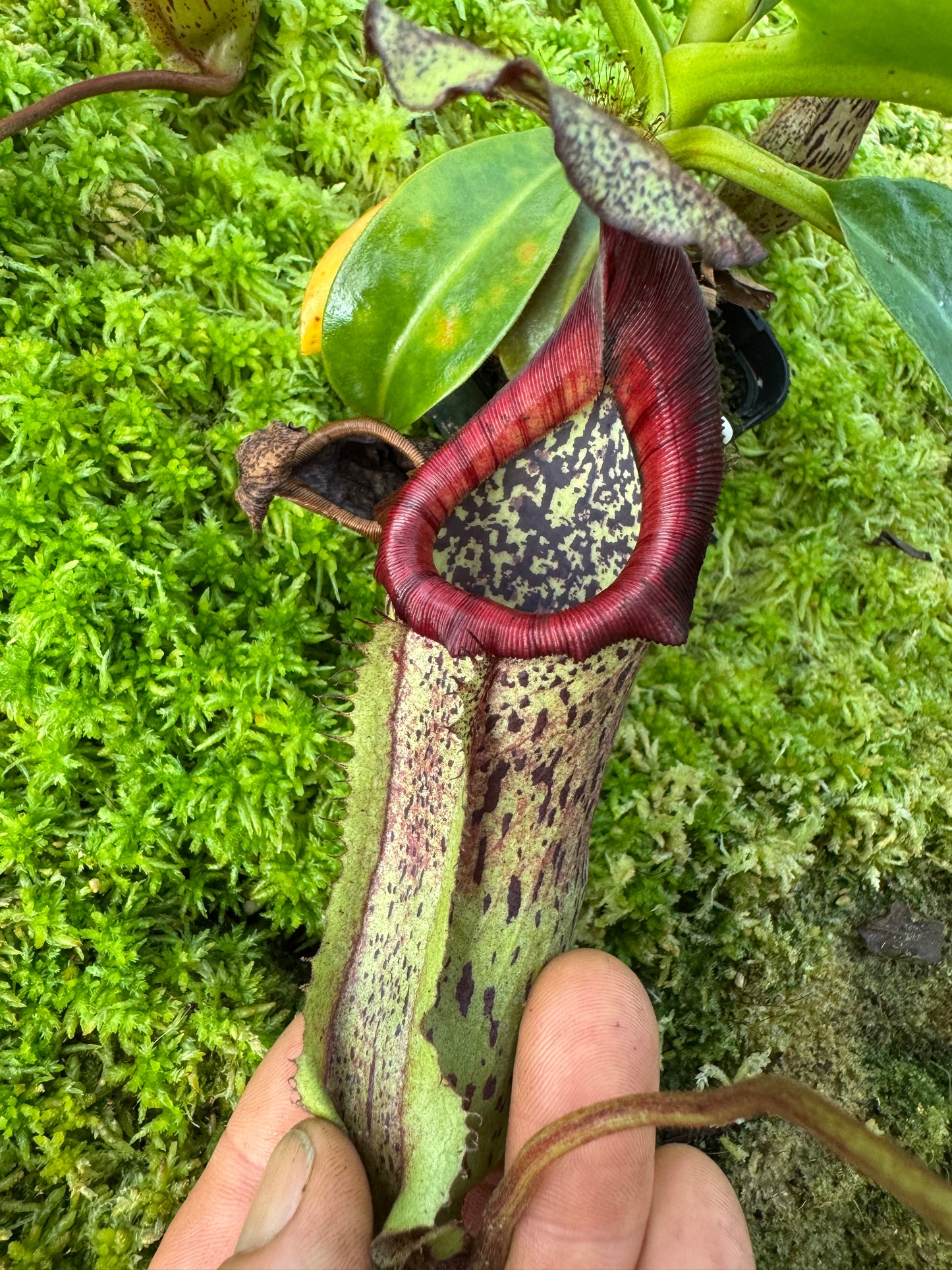 596.N.(veitchii x burbidgeae 1) x {[(lowii x veitchii) x tiveyi] x platychila} 65mm pot