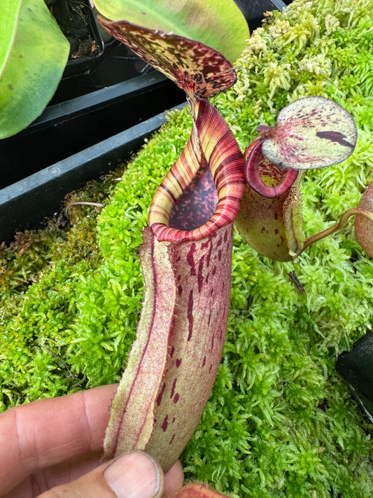 600.N.white(veitchii x burbidgeae) x (lingulata x truncata) n65mm pot