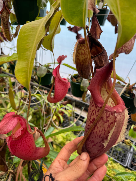 608.N.Tiveyi 140mm pot