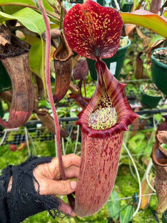 613.N.[(LOWII X BOSCHIANA) X VEITCHII SP] X xtiveyi 1430mm pot