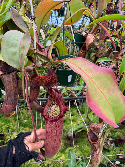 613.N.[(LOWII X BOSCHIANA) X VEITCHII SP] X xtiveyi 1430mm pot