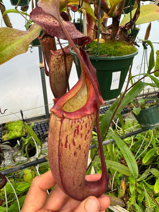 615.N.(boschiana x fusca) x veitchii 140mm pot