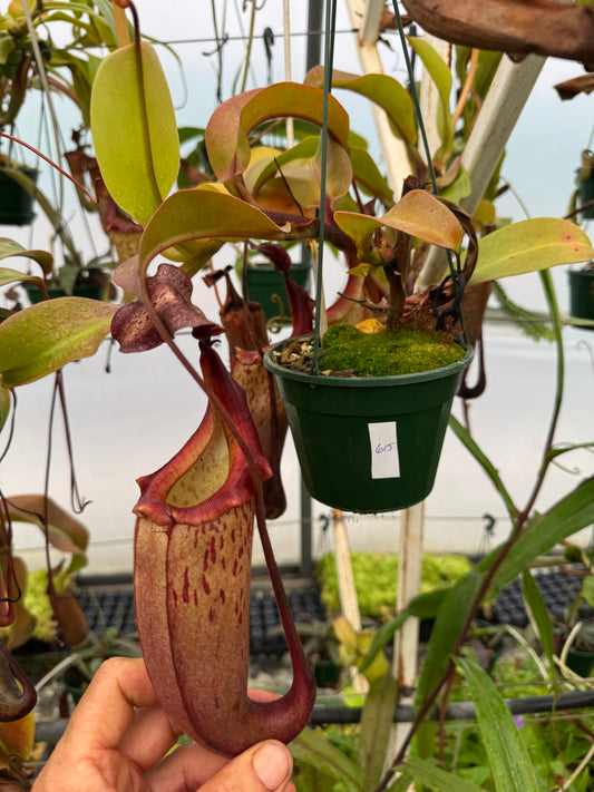 615.N.(boschiana x fusca) x veitchii 140mm pot