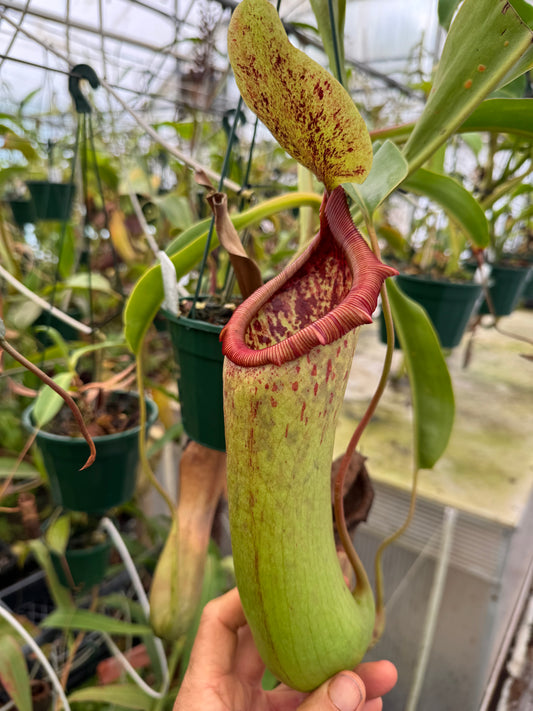 616.N.[(ventricosa x sibuyanensis x burkei] x truncata 140mm pot