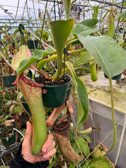 616.N.[(ventricosa x sibuyanensis x burkei] x truncata 140mm pot