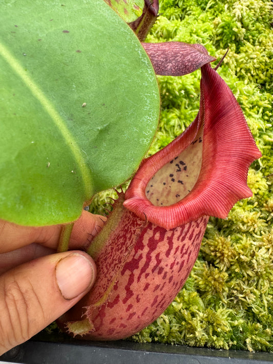 622.N. [(boschiana x fusca) x veitchii] x [(boschiana x fusca) x veitchii] 65mm pot