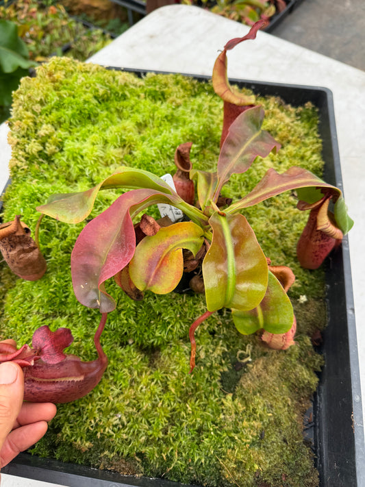 624.N. [(boschiana x fusca) x veitchii] x [(boschiana x fusca) x veitchii] 65mm pot