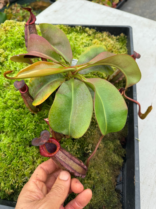 625.N. white (veitchii x burbidgeae) x {[(lowii x veitchii) x boschiana] x (lowii x truncata)} 65mm pot
