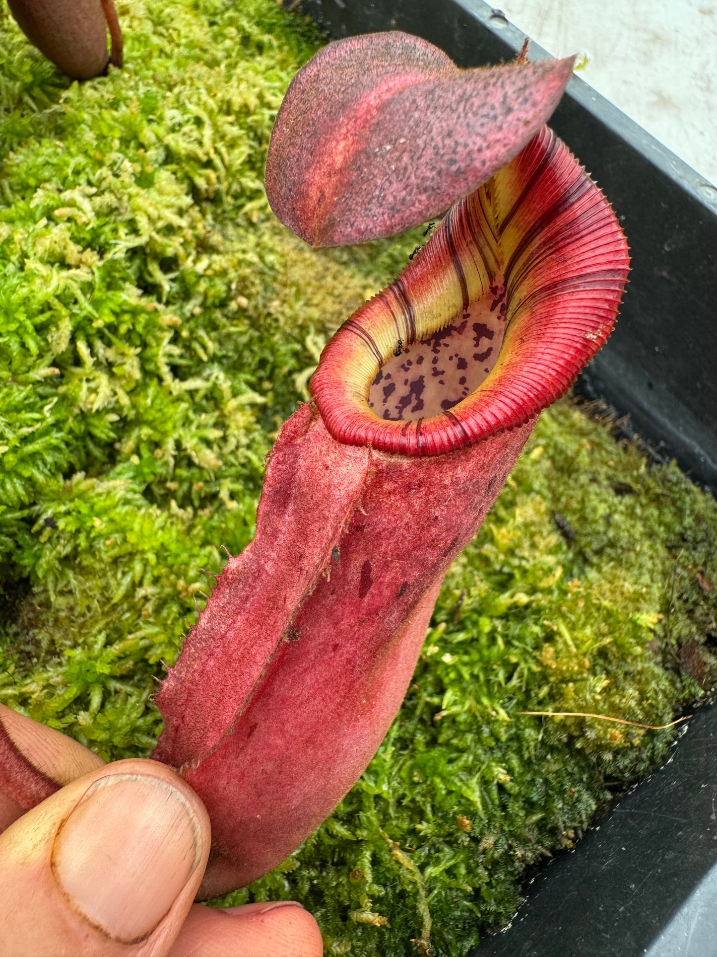 627.N.(veitchii x burbidgeae) x {[(lowii x veitchii) x boschiana] x (maxima x mira)}65mm pot