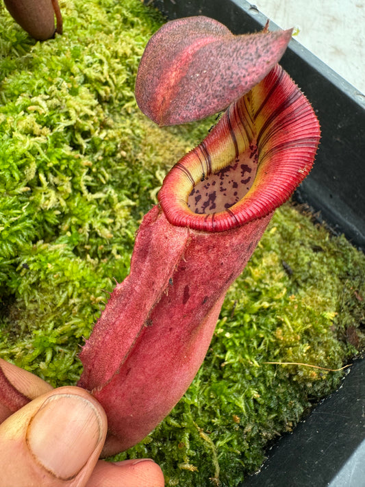 627.N.(veitchii x burbidgeae) x {[(lowii x veitchii) x boschiana] x (maxima x mira)}65mm pot
