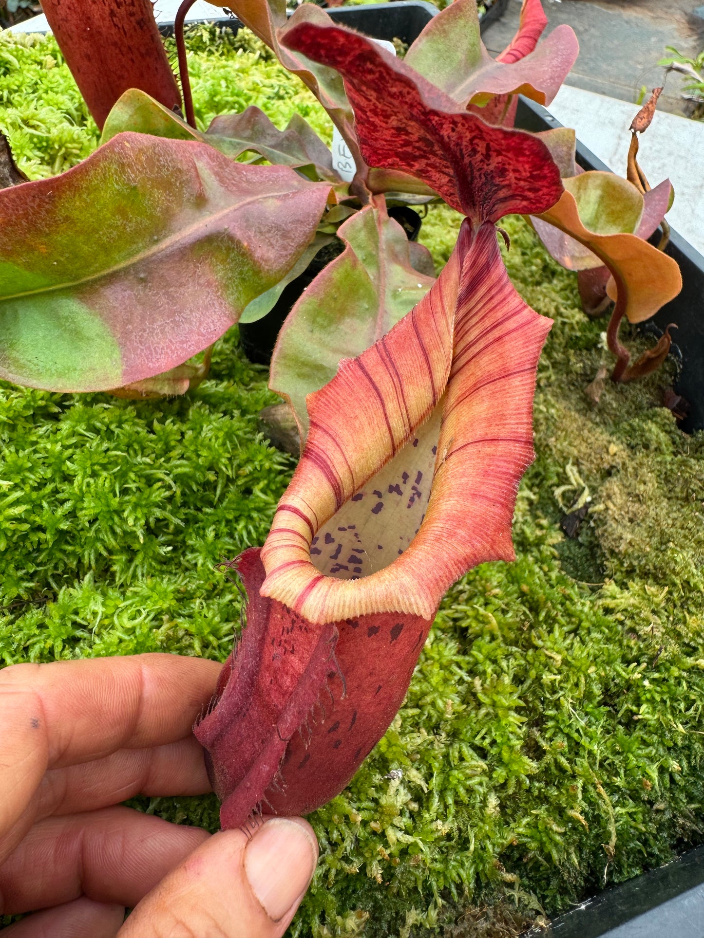 628.N. [(boschiana x fusca) x veitchii] x [(boschiana x fusca) x veitchii] 65mm pot