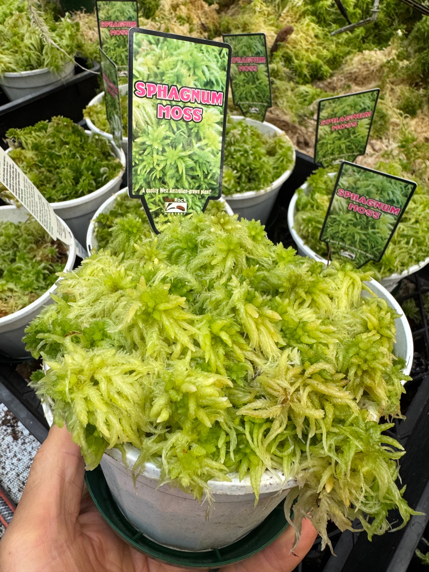 Live sphagnum moss 140mm pot