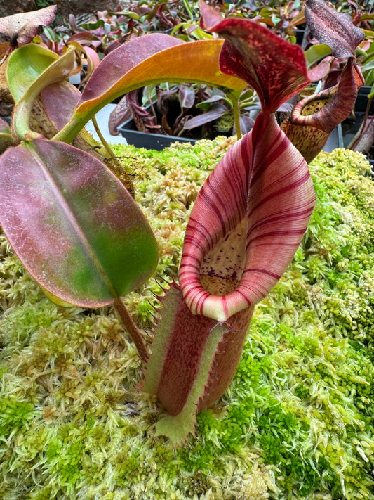 630.N.(EYMAE X VEITCHII) X (Maxima x edwardsiana) 65mm pot