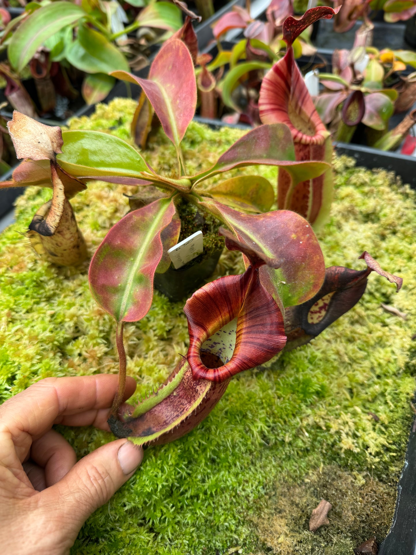 630.N.(EYMAE X VEITCHII) X (Maxima x edwardsiana) 65mm pot