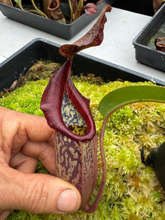 631 N. [(Boschiva x fusca) x veitchii] x [(boschiana x fusca) x veitchii] 65mm pot