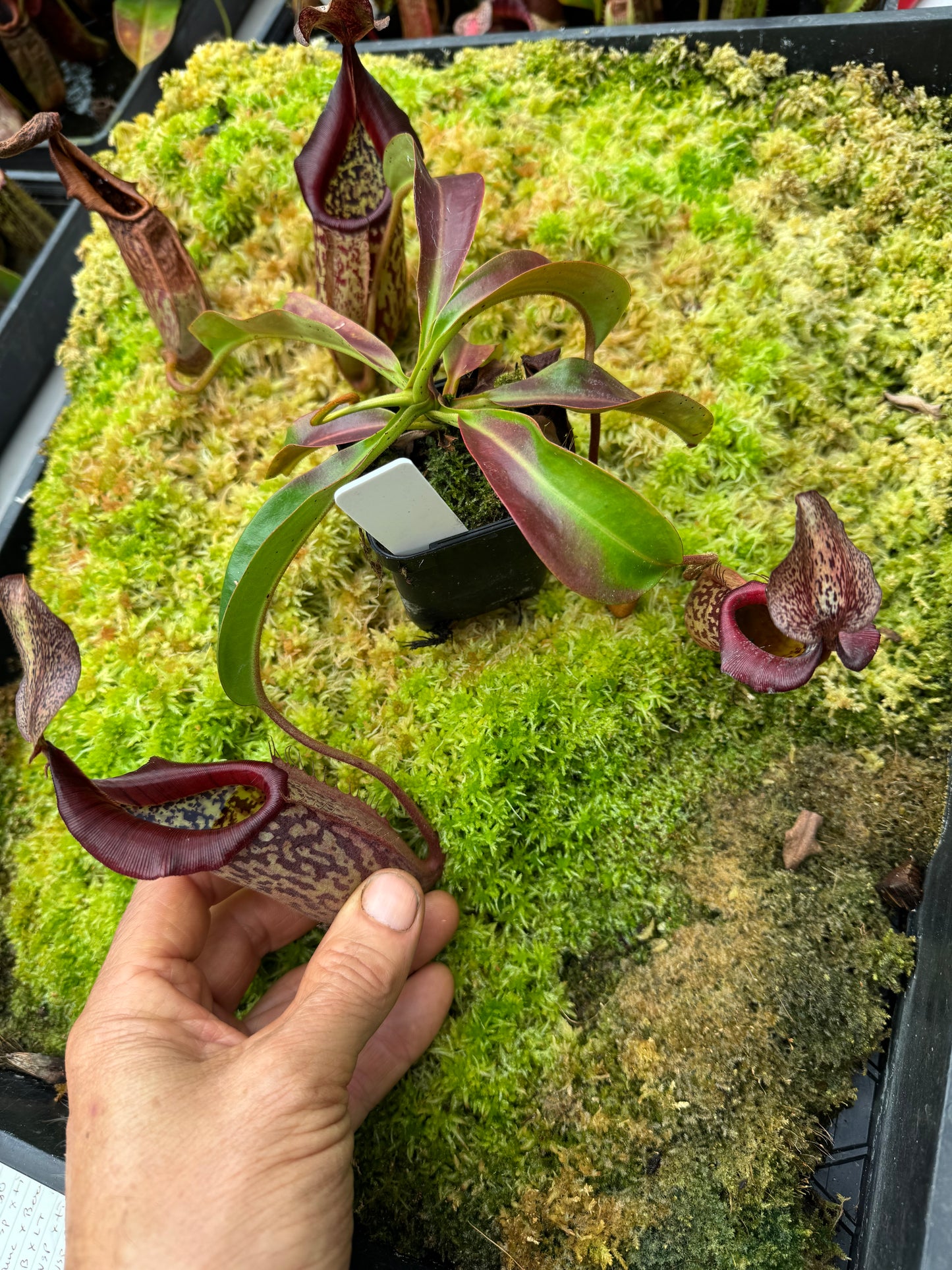 631 N. [(Boschiva x fusca) x veitchii] x [(boschiana x fusca) x veitchii] 65mm pot