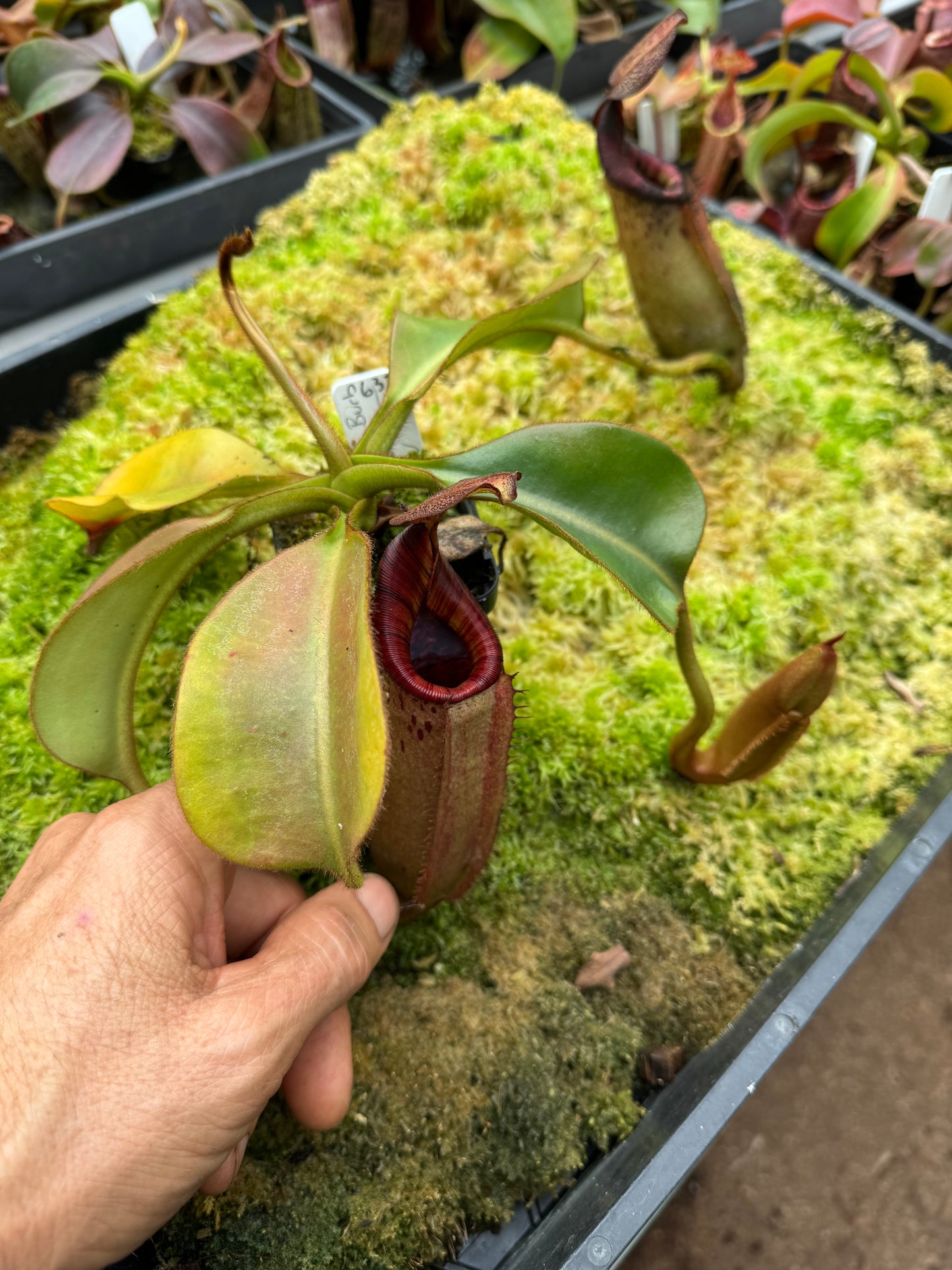 632 N.(veitchii x burbidgeae) white x [(lowii x boschiana) x veitchii sp] 65mm pot