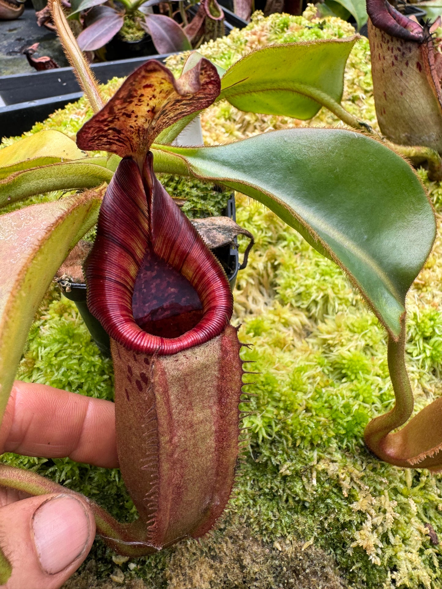 632 N.(veitchii x burbidgeae) white x [(lowii x boschiana) x veitchii sp] 65mm pot