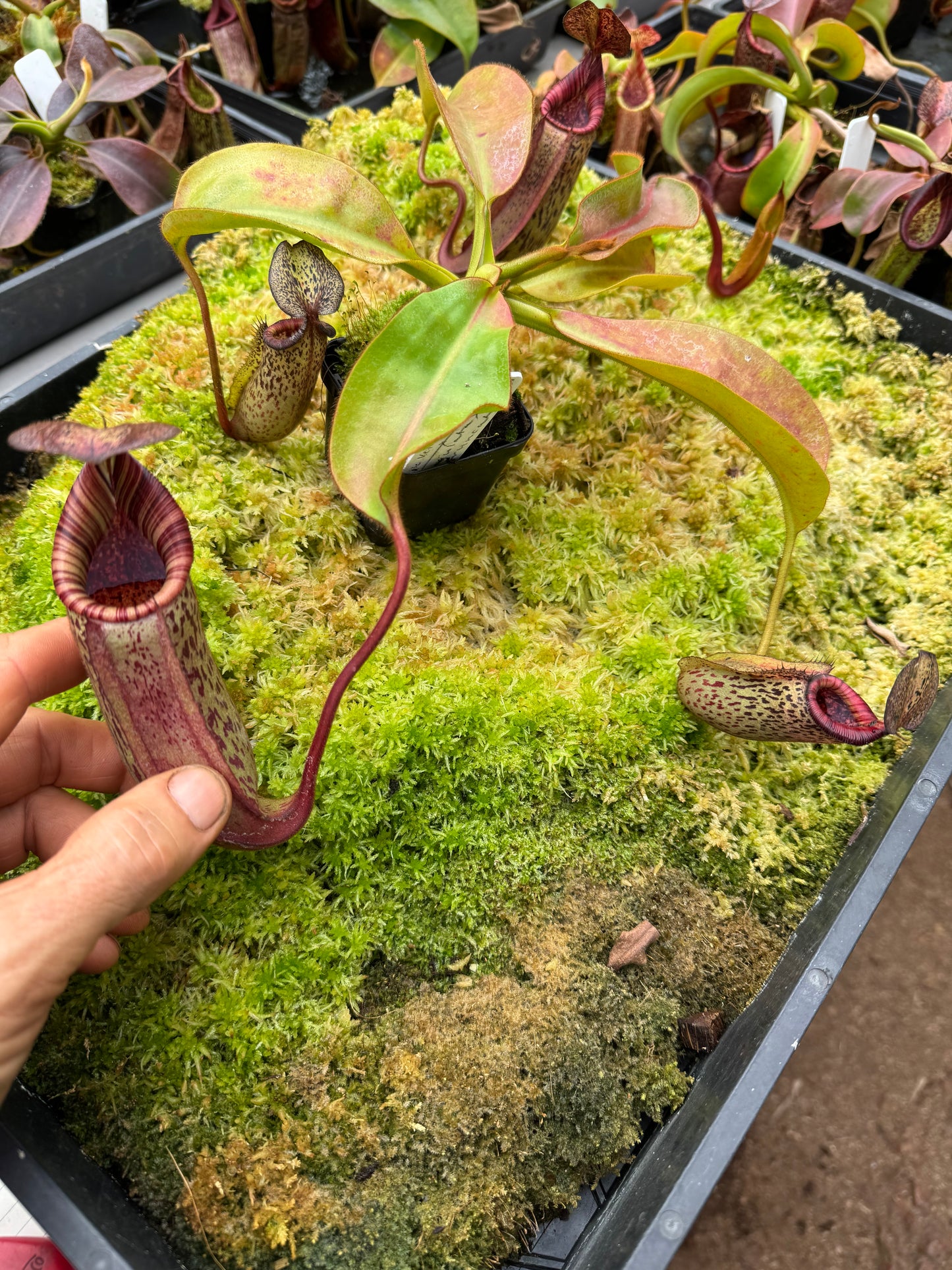 633. N.(veitchii x burbidgeae) white x (lingulata x truncata) 65mm pot
