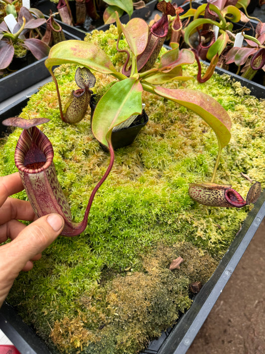 633. N.(veitchii x burbidgeae) white x (lingulata x truncata) 65mm pot