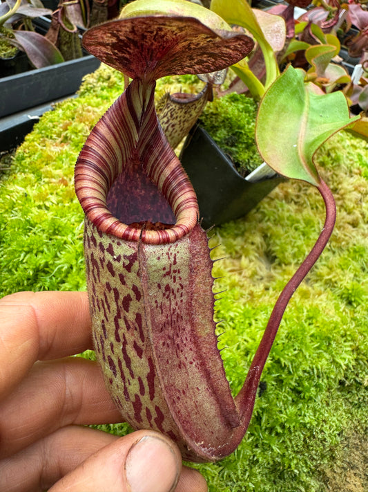 633. N.(veitchii x burbidgeae) white x (lingulata x truncata) 65mm pot