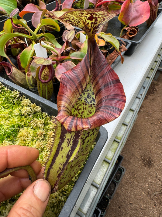 634.N.(VEITCHII X BURBIDGEAE) WHITE X {[(LOWII X VEITCHII) X TIVEYI] X PLATYCHILA}65 MMPOT
