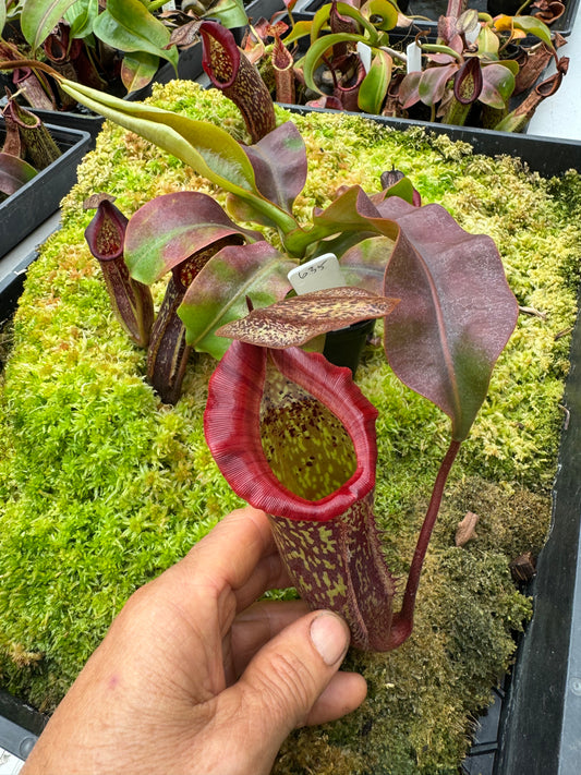 635.N.[(BOSCHIANA X FUSCA) X VEITCHII]X[(BOSCHIANA X FUSCA) X VEITCHII] 65MMPOT