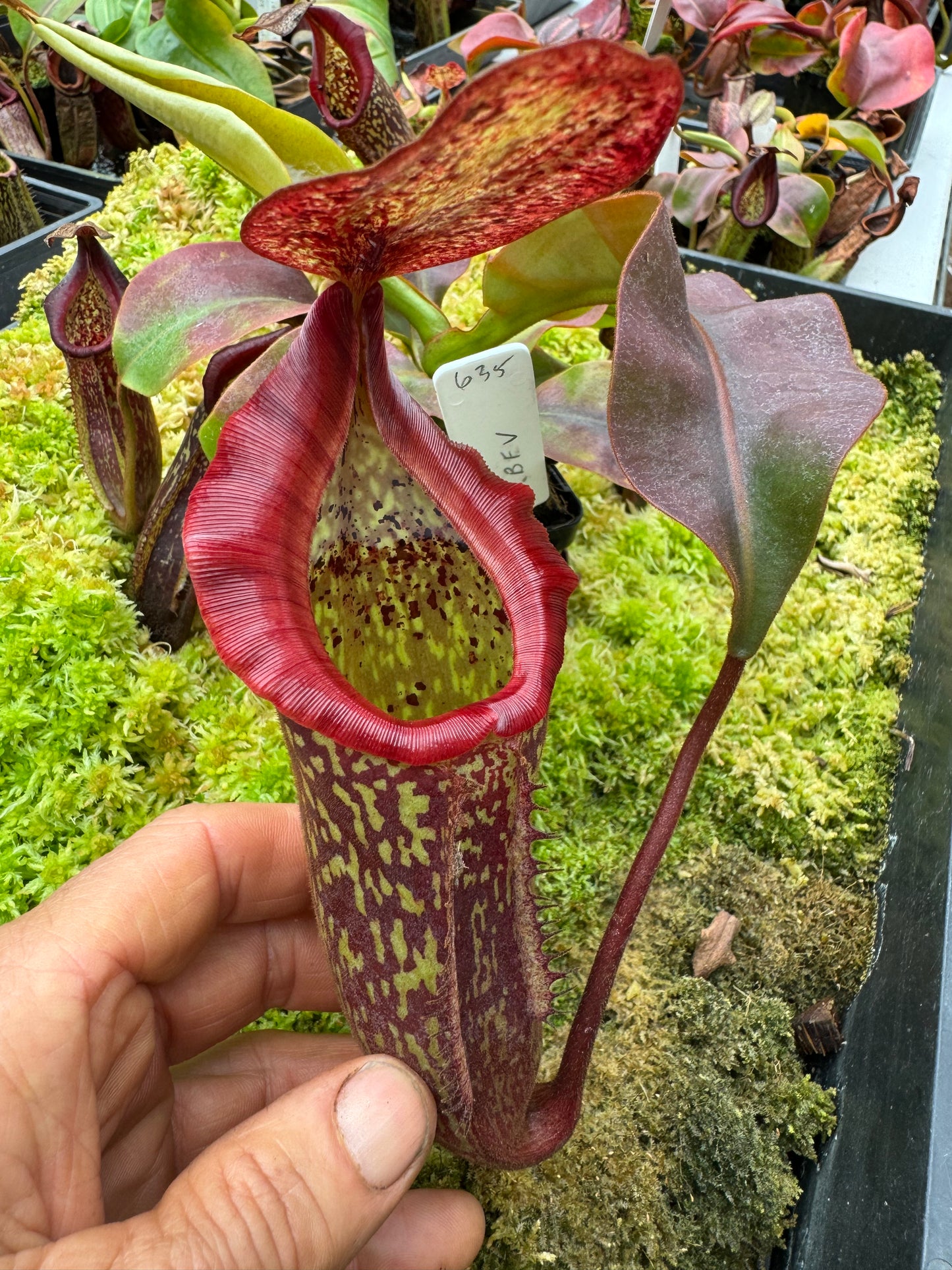 635.N.[(BOSCHIANA X FUSCA) X VEITCHII]X[(BOSCHIANA X FUSCA) X VEITCHII] 65MMPOT