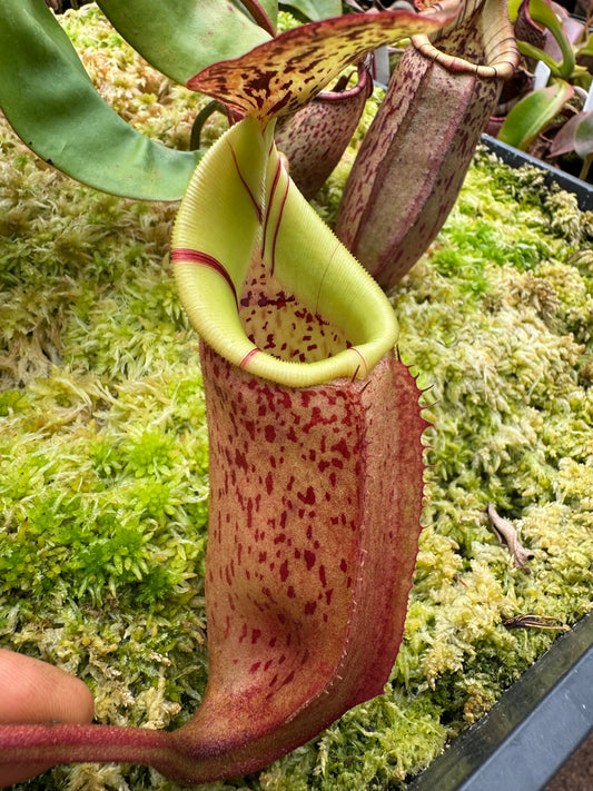636.N.(veitchii x burbidgeae) x (boschiana x veitchii) 65 mm pot