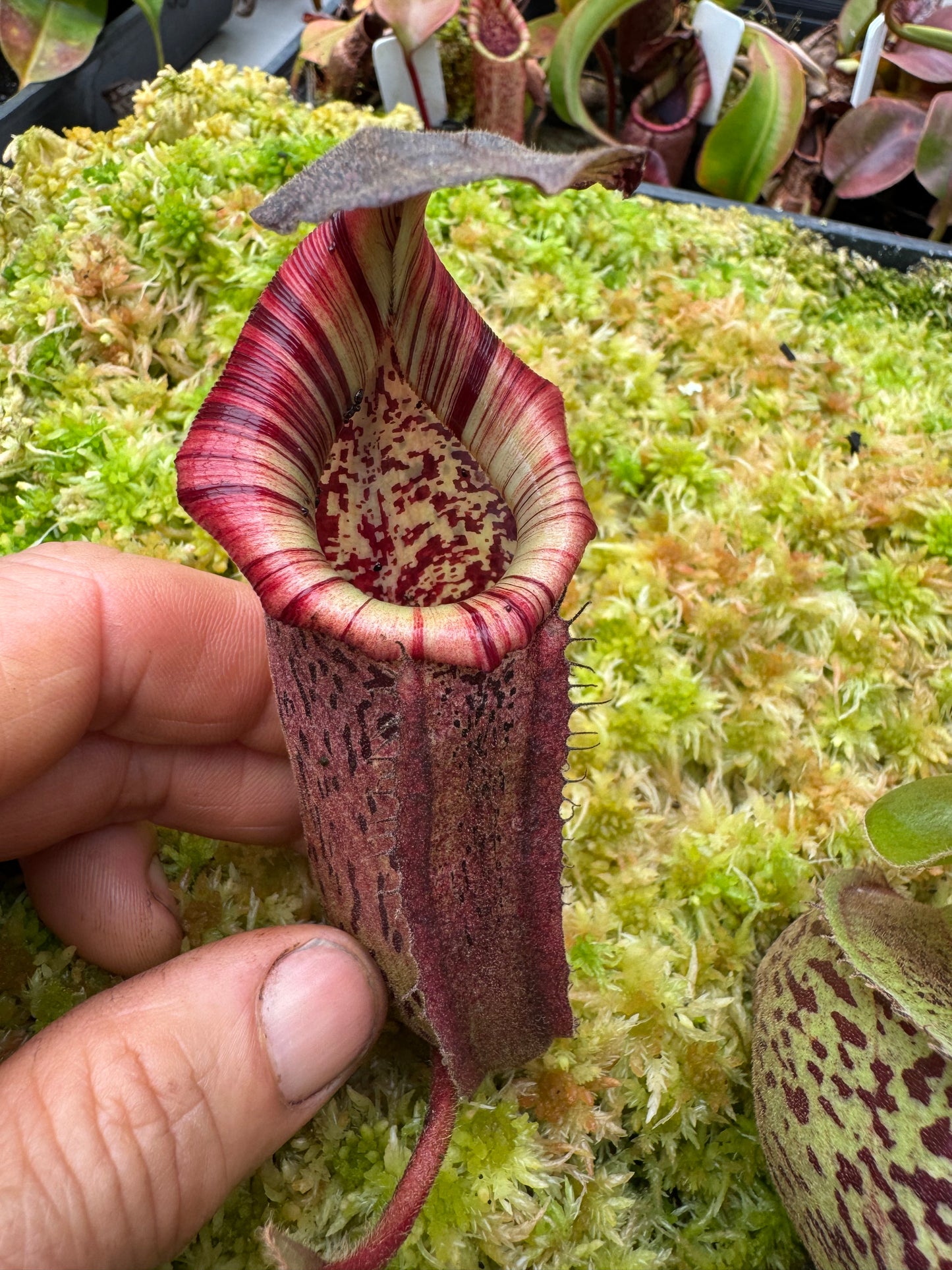637.N.(veitchii x burbidgeae)1 x {[(lowii x veitchii) x tiveyi] x Platychila} 65mm pot