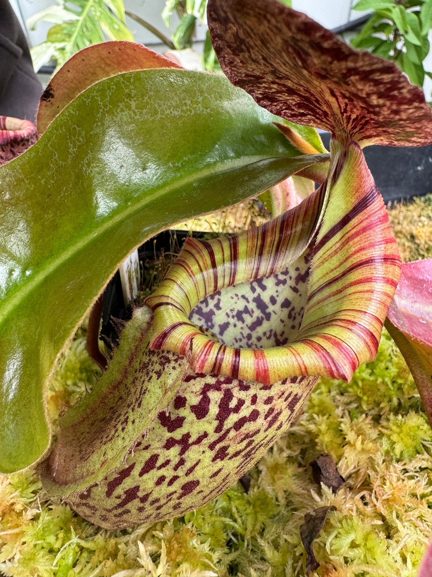 637.N.(veitchii x burbidgeae)1 x {[(lowii x veitchii) x tiveyi] x Platychila} 65mm pot