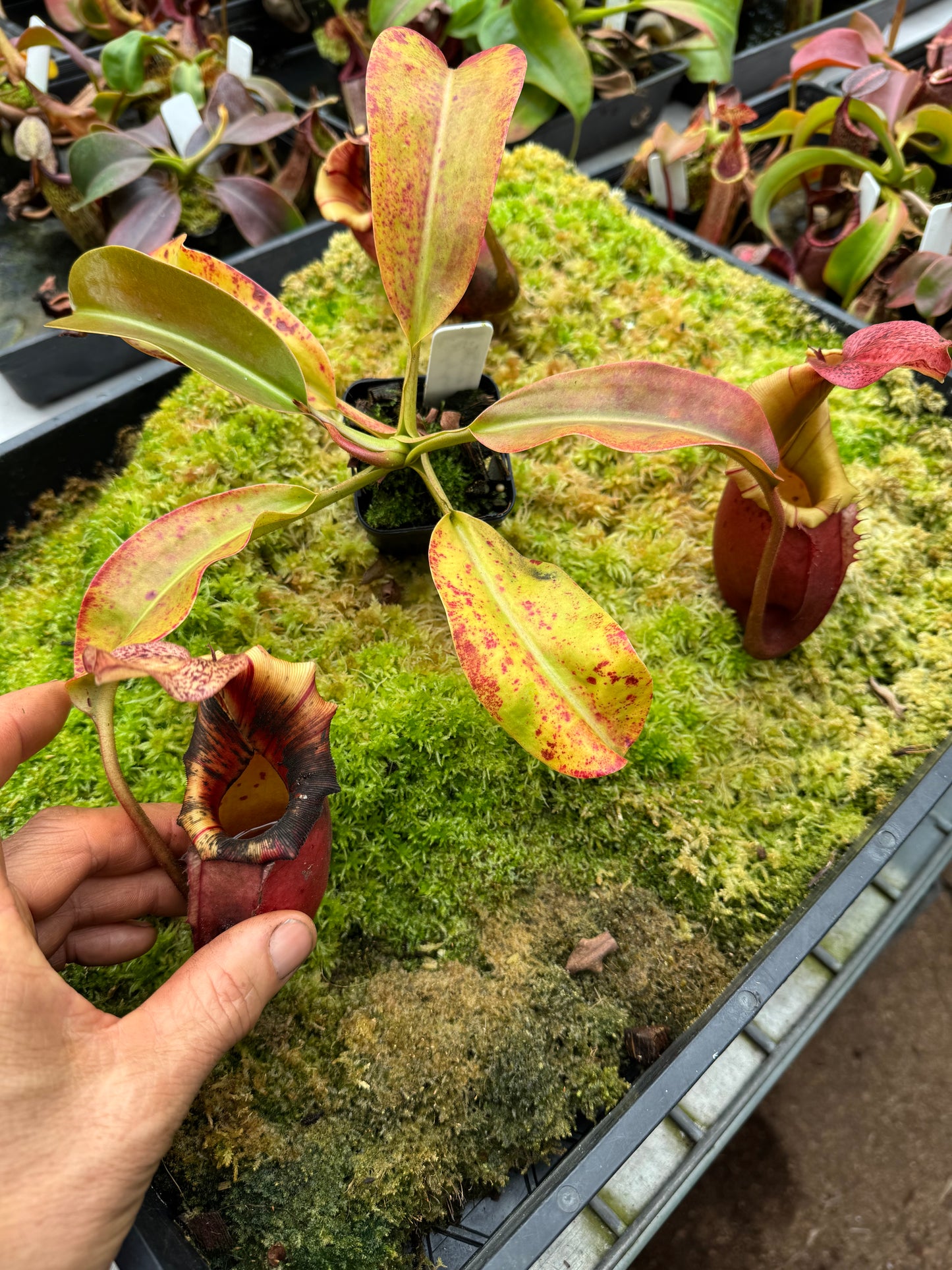 638.N.(eytmae x veitchii) x {[(lowii x veitchii) x tiveyi] x (platychila x rajah) 65mm pot