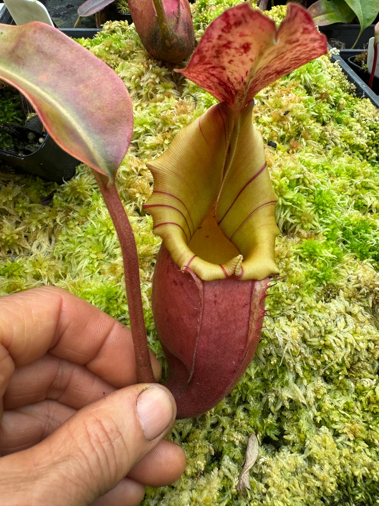 638.N.(eytmae x veitchii) x {[(lowii x veitchii) x tiveyi] x (platychila x rajah) 65mm pot