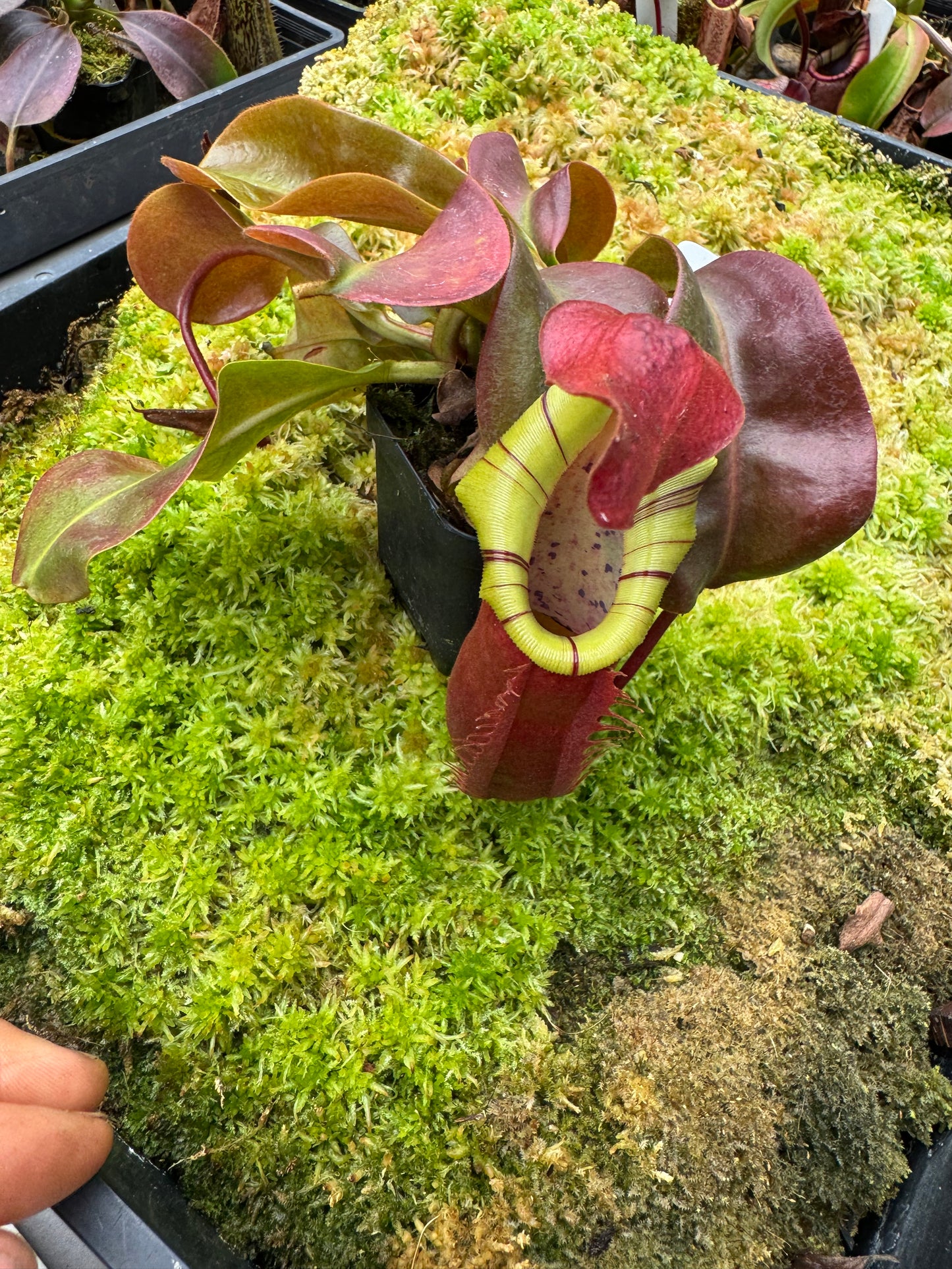 639.N.(eymae x veitchii) x [(boschiana x fusca) x veitchii] 65mm pot