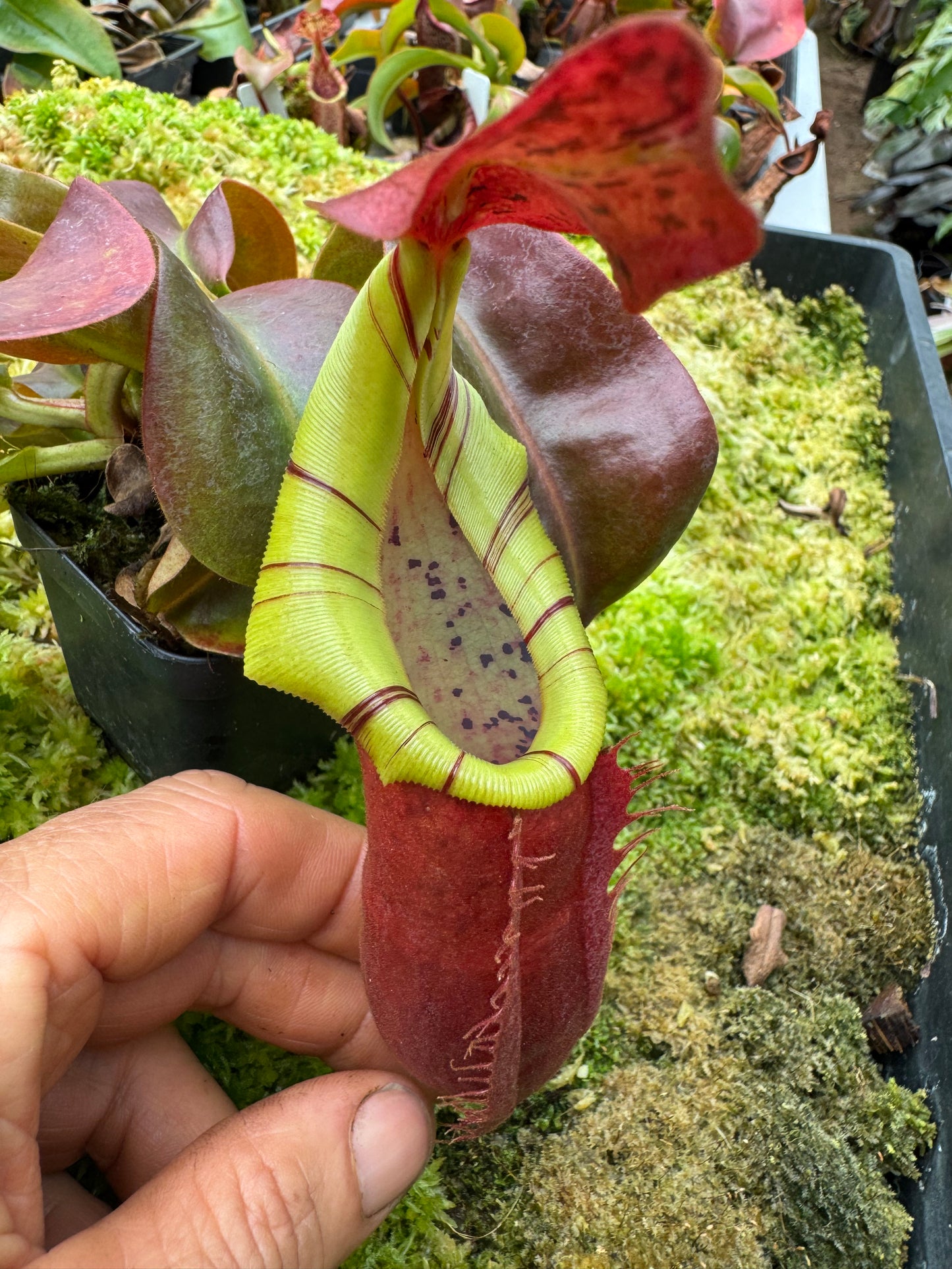 639.N.(eymae x veitchii) x [(boschiana x fusca) x veitchii] 65mm pot